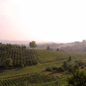 heuvellandschap in de herfstmist
