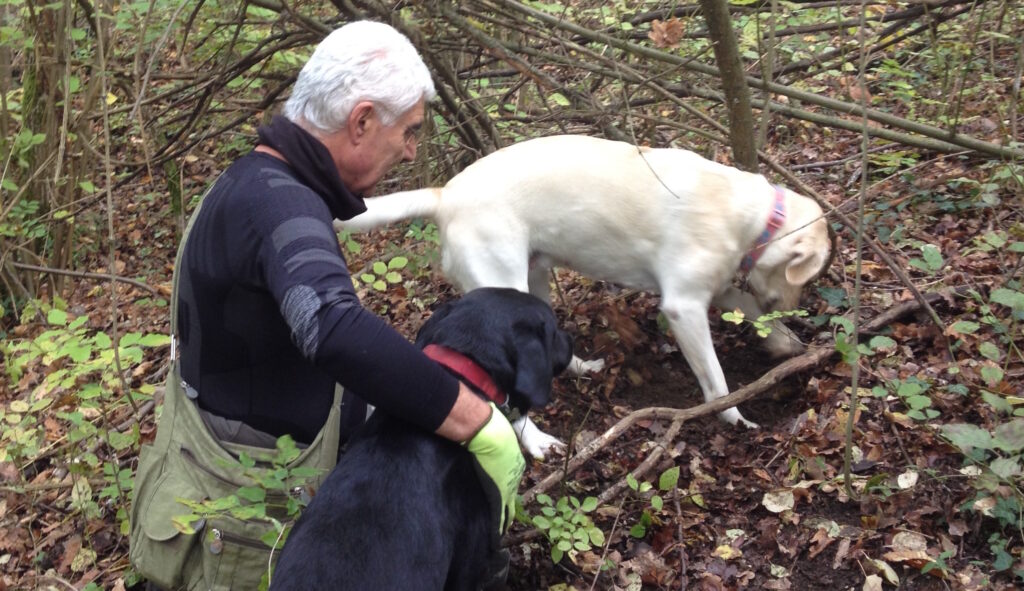 Truffle hunting with dogs
