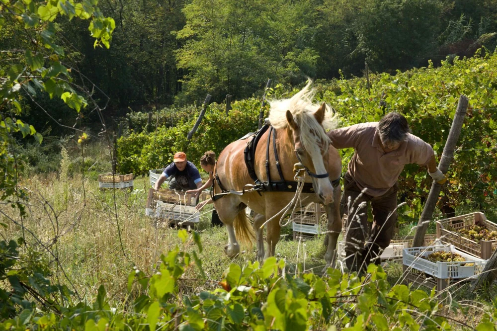 druivenpluk met paard